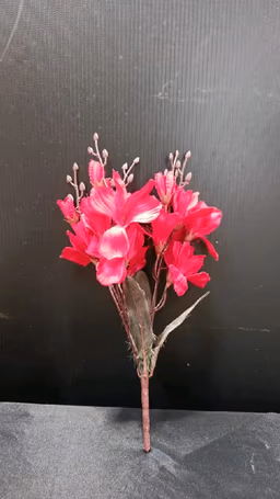 Deep red Orchid