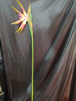 Bird of paradise yellow orange