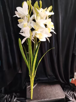 Boat orchid bunch white