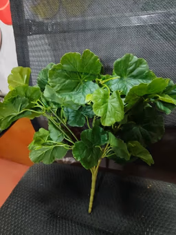Barrig green bunch leaf