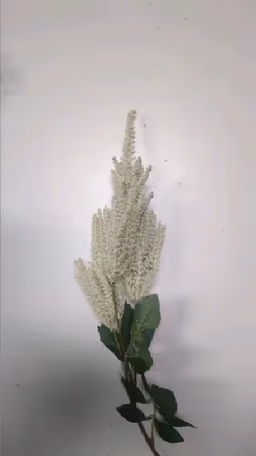 Beronoca white