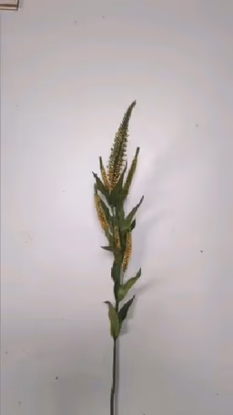Beronica yellow