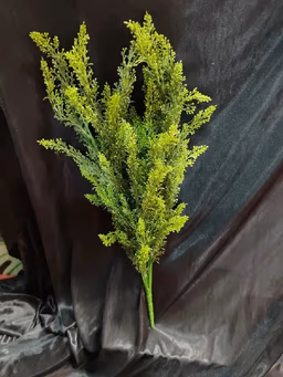 Bunch Astilbe leaf