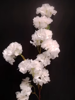 Blossom hangins flower white