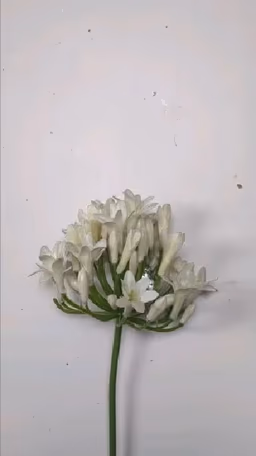 African lilly