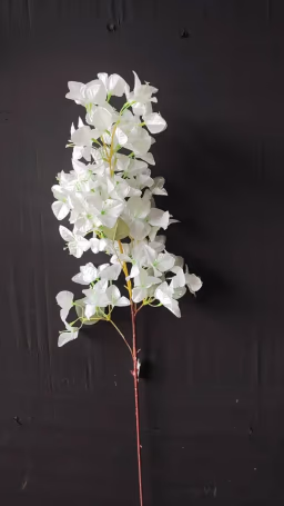 Bougainvillea long bunch white
