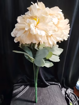 American Dahlia bunch peach