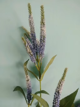 Beronikka blue