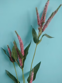 Beronikka pink