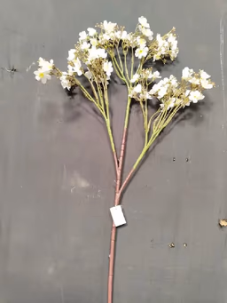 Butterfly long bunch white