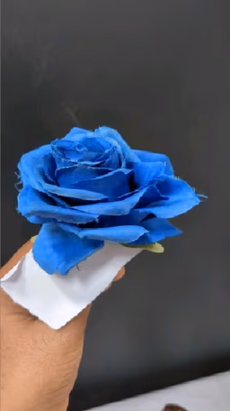 Blue rose