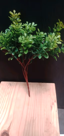 Buxus microphylla leaf
