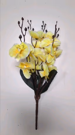 Butterfly orchid