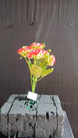 Button blossom bunch red
