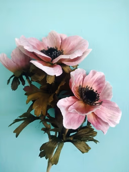 Animone pink