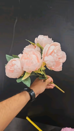 Baby pink peony