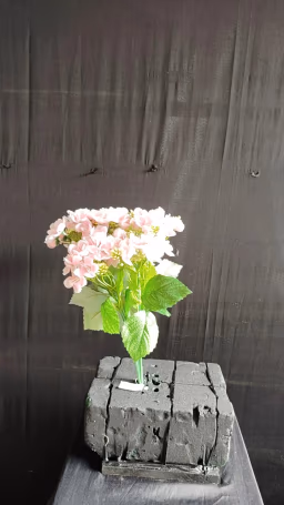 Beijing Hydra bush bunch pink