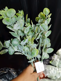 Bali dollar leaf bunch