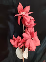 Big magnolia Dark red 1