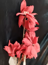 Big magnolia Dark red 2