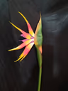 Bird of paradise yellow orange 1