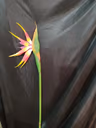 Bird of paradise yellow orange 3