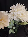 American Dahlia bunch white 1