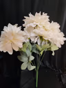 American Dahlia bunch white 2