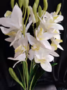 Boat orchid bunch white 2