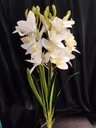 Boat orchid bunch white 1