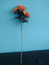 Animone orange 2
