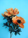Animone orange 1