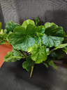 Barrig green bunch leaf 2