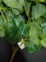 Barrig green bunch leaf 3