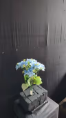 Beijing Hydra bush bunch blue 2