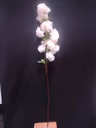 Blossom hangins flower white 2