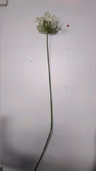 African lilly 2