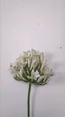 African lilly 1