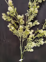 Arizona long bunch white 1