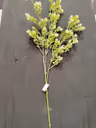 Arizona long bunch white 3