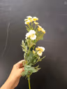 Button hybrid yellow 1