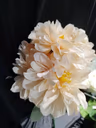 American Dahlia bunch peach 1