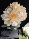 American Dahlia bunch peach 2