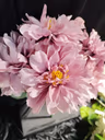 American Dahlia.Bunch 2