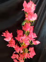 Bougainville stick magenta 1