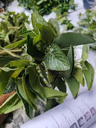 Ashray leaf bunch 3