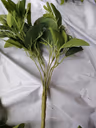 Ashray leaf bunch 2