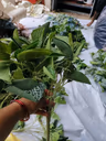 Ashray leaf bunch 1
