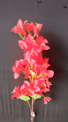 Bougainvillea long bunch red 2