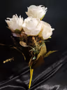 Bada peony bunch white 2